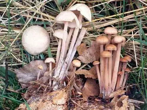 Clustered Toughshank (Collybiopsis confluens), photo