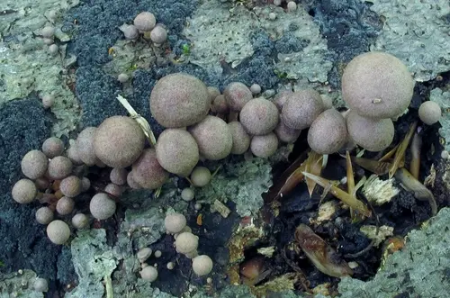 Collybiopsis dichroa (Collybiopsis dichroa), photo
