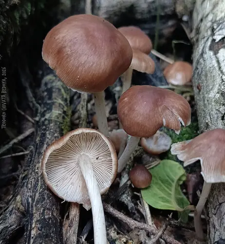 Luxuriant Thoughshank (Collybiopsis luxurians), photo
