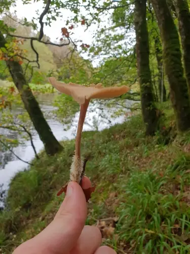 Wood Woolly-Foot (Collybiopsis peronata), photo