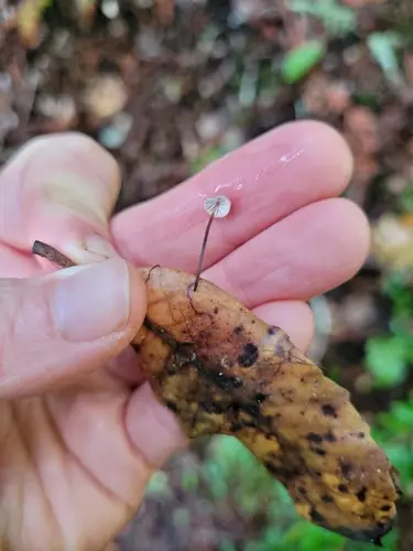 Oak-Leaf Pinwheel (Collybiopsis quercophila), photo