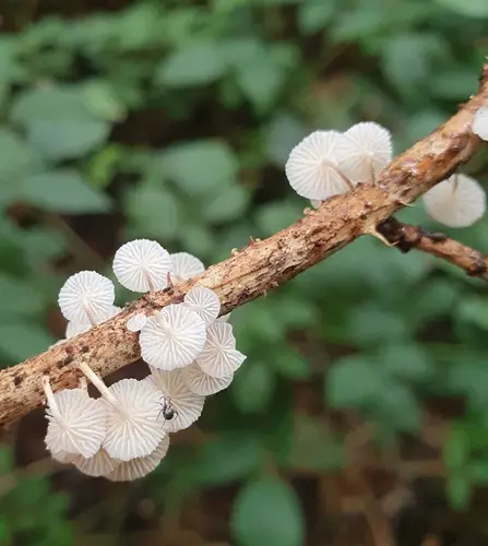 Collybiopsis ramealis (Collybiopsis ramealis), photo