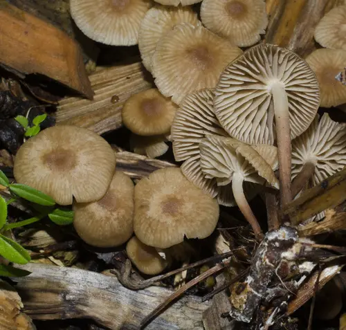 Collybiopsis subpruinosa (Collybiopsis subpruinosa), photo