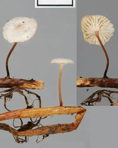 Goblet Parachute (Collybiopsis vaillantii), photo