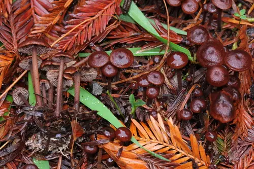 Collybiopsis villosipes (Collybiopsis villosipes), photo