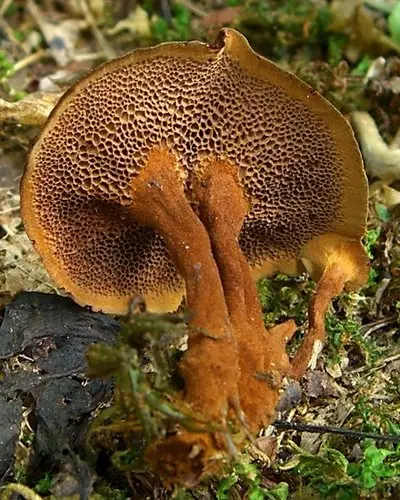 Shiny Cinnamon Polypore (Coltricia cinnamomea), photo
