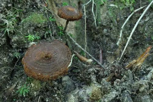 Coltricia focicola (Coltricia focicola), photo