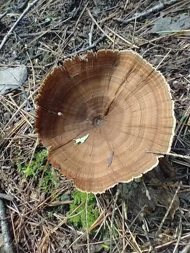 Brown Funnel Polypore (Coltricia perennis), photo