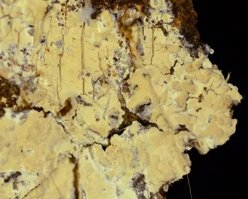 Conferticium ochraceum (Conferticium ochraceum), photo
