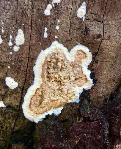 Cellar Fungus (Coniophora puteana), photo