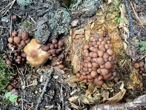 Cluster Cap (Connopus acervatus), photo