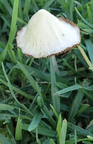 Milky Conecap (Conocybe apala), photo