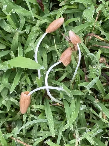 Beansprout Conecap (Conocybe deliquescens), photo