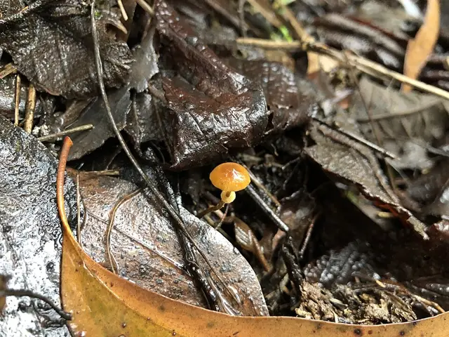Fool's Conecap (Conocybe filaris), photo