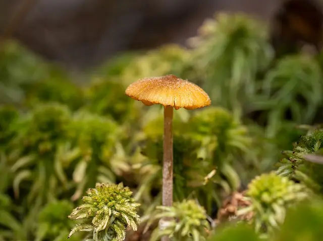 Conocybe rugosa (Conocybe rugosa), photo