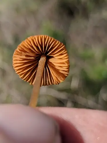 Common Conecap (Conocybe tenera), photo