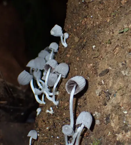 Fairies' Bonnets (Coprinellus disseminatus), photo