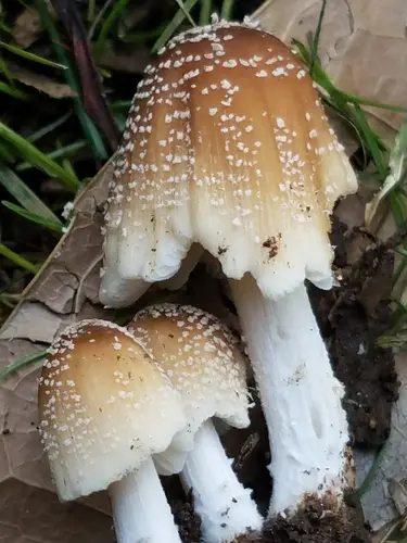 Flocculose Inkcap (Coprinellus flocculosus), photo