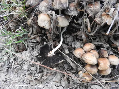 Glistening Ink-Cap (Coprinellus micaceus), photo