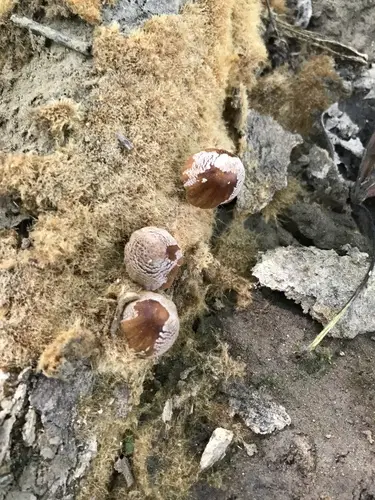 Coprinellus radians (Coprinellus radians), photo