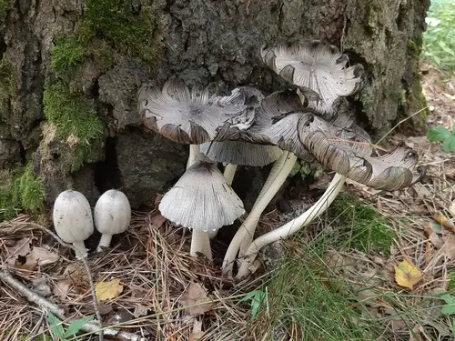 Alcohol Inky Cap (Coprinopsis atramentaria), photo