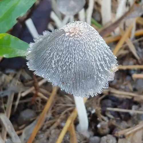 Grey Inkcap (Coprinopsis cinerea), photo