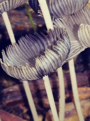 Hare'Sfoot Inkcap (Coprinopsis lagopus), photo