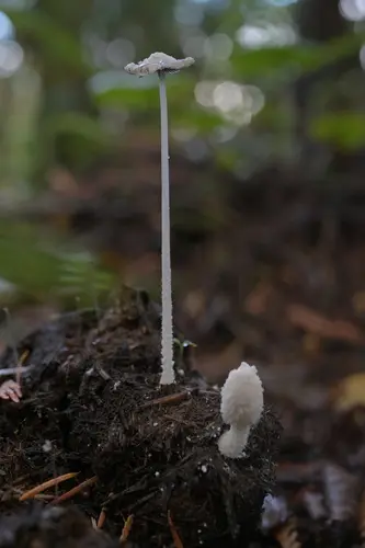 Snowy Inkcap (Coprinopsis nivea), photo
