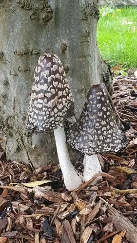 Magpie Fungus (Coprinopsis picacea), photo