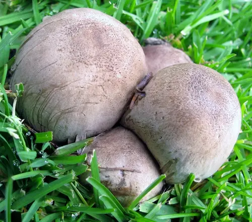 Coprinopsis romagnesiana (Coprinopsis romagnesiana), photo