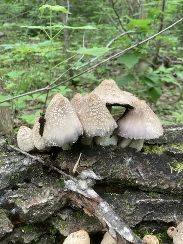 Feltscale Inky Cap (Coprinopsis variegata), photo