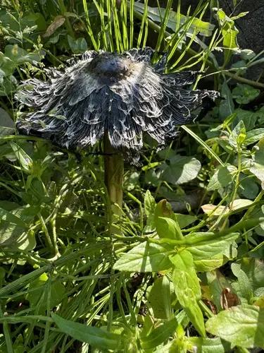 Star-Capped Coprinus (Coprinus calyptratus), photo