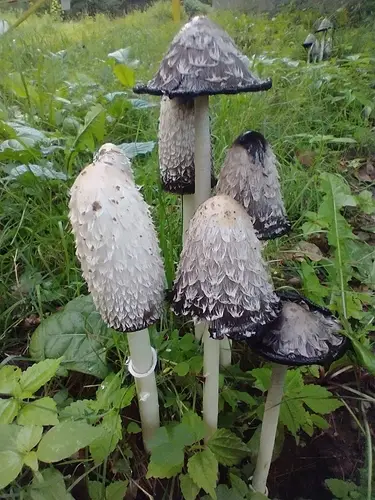 Lawyer's Wig (Coprinus comatus), photo