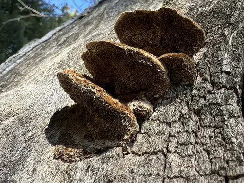 Brownflesh Bracket (Coriolopsis gallica), photo