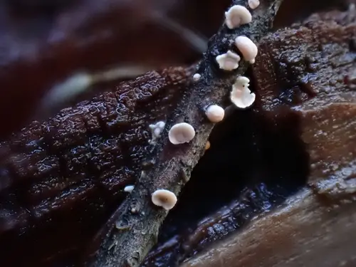 Corticium minnsiae (Corticium minnsiae), photo