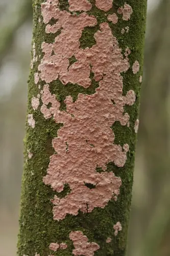 Corticium roseum (Corticium roseum), photo