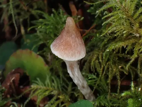 Peaked Webcap (Cortinarius acutus), photo