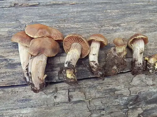 Cortinarius ahsii (Cortinarius ahsii), photo
