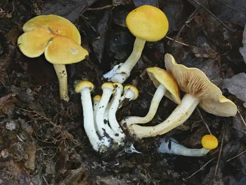 Cortinarius alboluteus (Cortinarius alboluteus), photo
