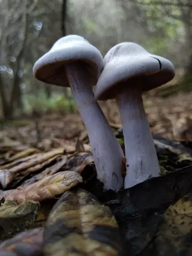 Silvery-Violet Cort (Cortinarius alboviolaceus), photo