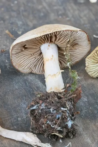 Variable Webcap (Cortinarius anomalus), photo