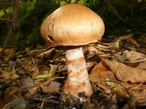Red Banded Webcap (Cortinarius armillatus), photo