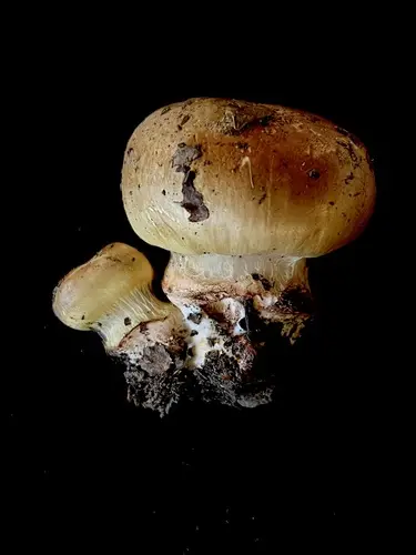 Atkinson's Fungus (Cortinarius atkinsonianus), photo