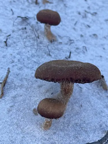 Cortinarius aureifolius (Cortinarius aureifolius), photo