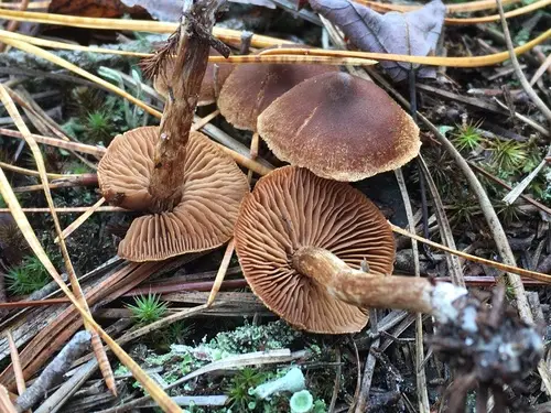 Cortinarius badius (Cortinarius badius), photo