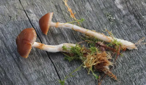 Cortinarius biformis (Cortinarius biformis), photo