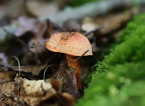 Dappled Webcap (Cortinarius bolaris), photo