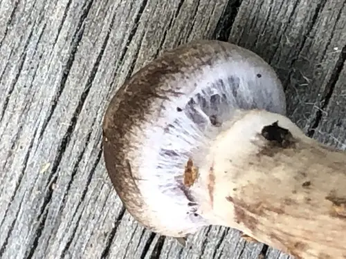 Cortinarius brunneus (Cortinarius brunneus), photo