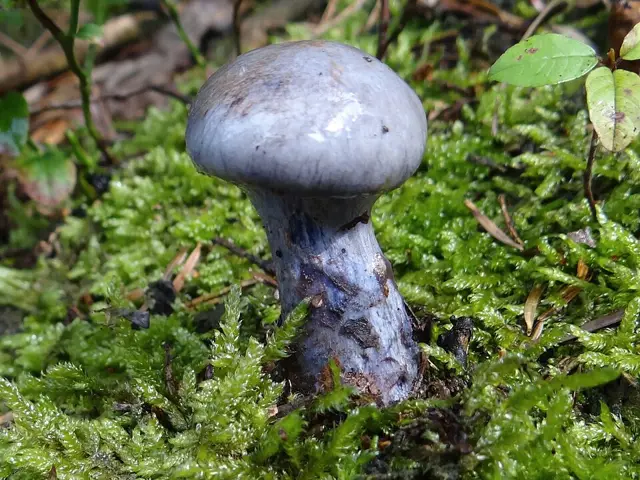 Mealy Bigfoot Webcap (Cortinarius caerulescens), photo