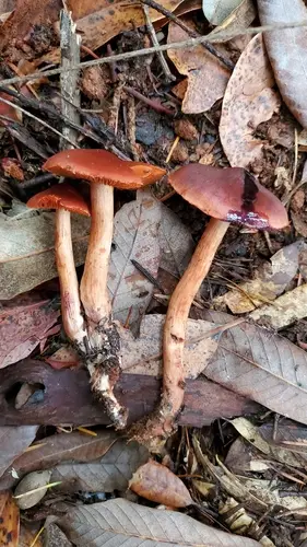 Cortinarius californicus (Cortinarius californicus), photo